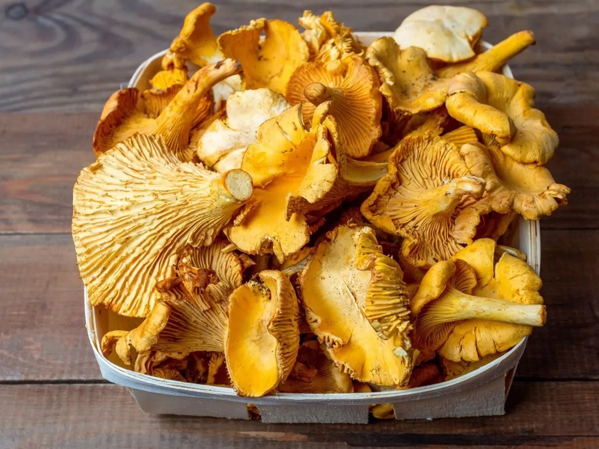 Jak mrozić kurki, aby zachować ich smak i jakość na dłużej